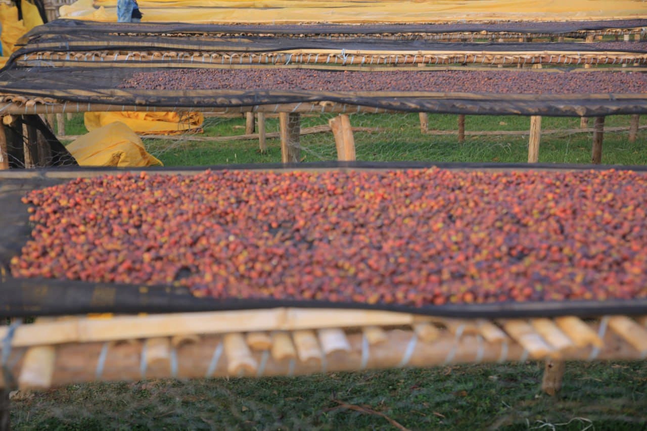 Coffee farmers working together