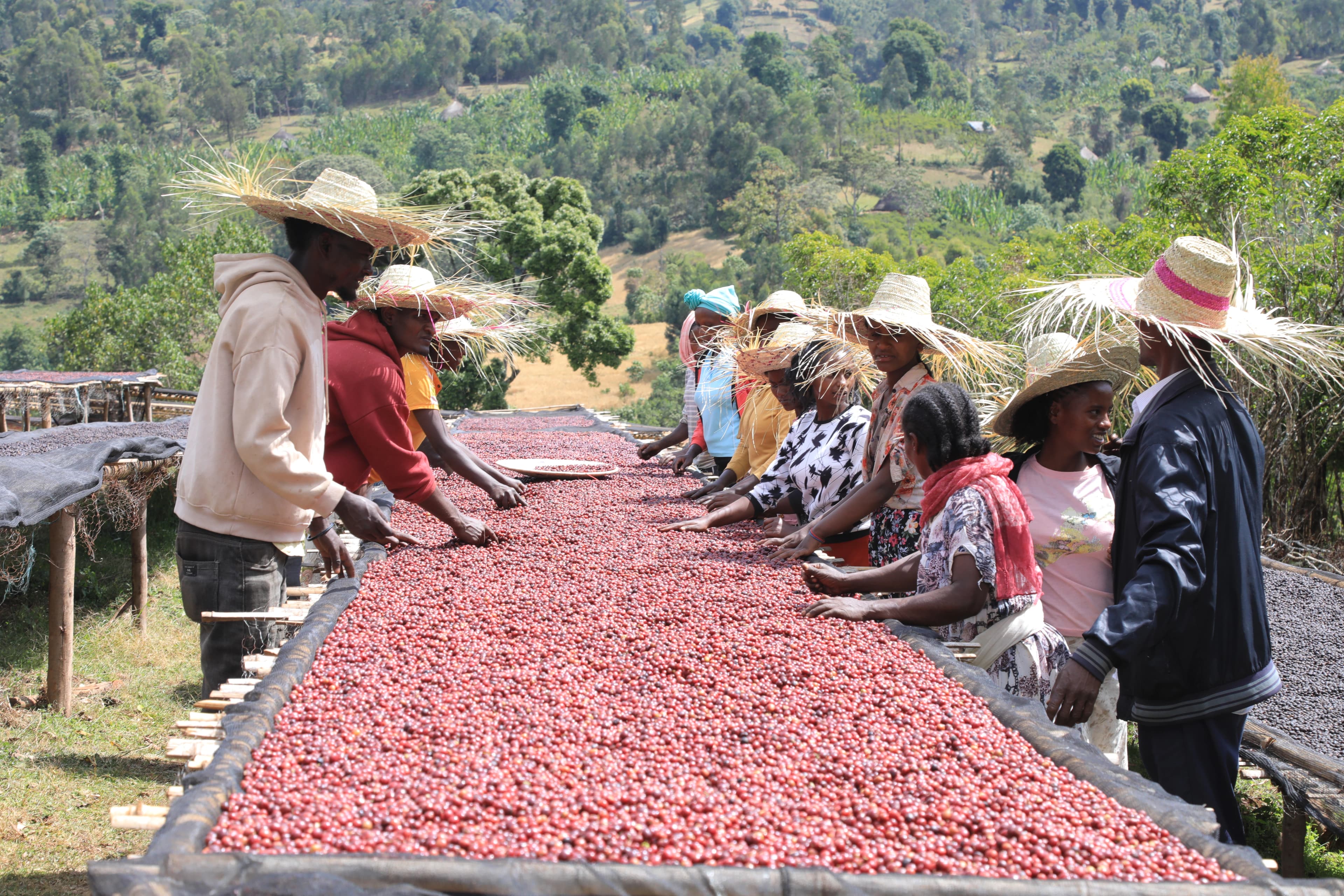 Farmer harvesting coffee beans